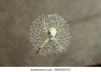 鬼吹灯精绝古城 鬼吹灯精绝古城